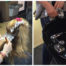 novi hair color services